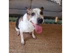 Adopt Marty McFly a Catahoula Leopard Dog / Mixed dog in Austin, TX (33675701)