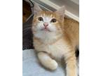 Adopt Lampurrghini a Domestic Shorthair / Mixed cat in Salt Lake City