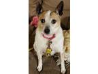 Adopt JACKIE a White - with Red, Golden, Orange or Chestnut Jack Russell Terrier