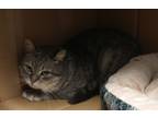 Adopt 120-Jasper a Domestic Shorthair / Mixed (short coat) cat in Windsor