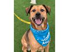 Adopt Ariel a Rottweiler / German Shepherd Dog / Mixed dog in Raleigh