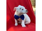 Adopt Burnie a Boxer / Mixed dog in Darlington, SC (33675861)