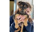 Adopt Howie Dorough a Mixed Breed (Medium) / Mixed dog in Ocala, FL (33675796)