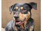 Adopt Mickey a Black - with Gray or Silver Catahoula Leopard Dog / German