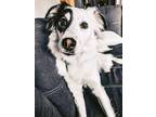 Adopt Ghost a Australian Shepherd / Husky / Mixed dog in Kettering