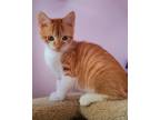 Adopt Bendy22 a Domestic Shorthair / Mixed (short coat) cat in Youngsville