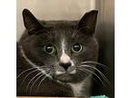 Adopt Paul a Domestic Shorthair / Mixed (short coat) cat in New York