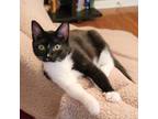 Adopt Itty Bitty a All Black Domestic Shorthair / Mixed cat in Durham