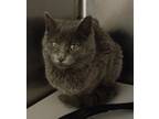 Adopt Dunn Feral #9 a Domestic Shorthair / Mixed (short coat) cat in Heber