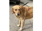 Adopt Nero a Red/Golden/Orange/Chestnut Golden Retriever / Mixed dog in Chula