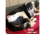 Adopt Renly a White - with Tan, Yellow or Fawn Australian Cattle Dog /