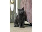 Adopt Ashton a Russian Blue / Mixed (long coat) cat in Knoxville, TN (33675609)