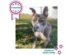 Adopt Eleanor a Gray/Silver/Salt & Pepper - with Black Mixed Breed (Medium) /