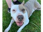 Adopt Kora a Gray/Silver/Salt & Pepper - with White Pit Bull Terrier / Mixed dog