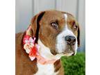 Adopt Sienna a Brown/Chocolate - with White Pit Bull Terrier / Mixed dog in