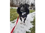 Adopt Buddy Jack a Black - with White Dachshund / Border Collie / Mixed dog in