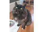Adopt Seabiscuit a Domestic Longhair / Mixed (long coat) cat in Providence