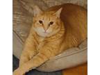 Adopt Angel a Orange or Red Domestic Shorthair / Mixed cat in New York