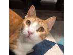 Adopt Tybee a Orange or Red Domestic Shorthair / Mixed cat in Cumming