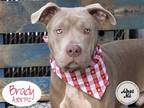 Adopt BRADY a Brown/Chocolate American Pit Bull Terrier / Mixed dog in STOCKTON