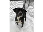 Adopt Bo a Black American Pit Bull Terrier / Mixed dog in Cashiers