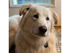 Adopt Scottie a White - with Tan, Yellow or Fawn Great Pyrenees / Mixed dog in
