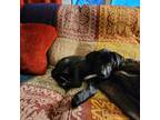 Adopt Cora a Black - with White Labrador Retriever dog in Enfield, CT (33674588)