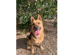 Adopt Trudy a Tricolor (Tan/Brown & Black & White) German Shepherd Dog / Mixed