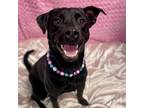 Adopt Midnight a Black Retriever (Unknown Type) / Mixed dog in Wilmington