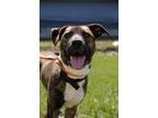 Adopt Yosemite a American Pit Bull Terrier / Mixed dog in Richmond