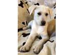 Adopt Marley a White - with Tan, Yellow or Fawn Labrador Retriever / Akbash /