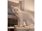 Adopt Simpson a White British Shorthair (short coat) cat in Fairfax