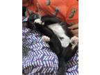 Adopt Belle a Black & White or Tuxedo Domestic Shorthair (short coat) cat in