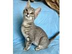 Adopt Oakland a Gray, Blue or Silver Tabby Domestic Shorthair (short coat) cat