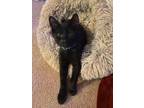 Adopt Rocco Glee a All Black Domestic Shorthair / Domestic Shorthair / Mixed cat
