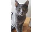 Adopt Butters Glee a Gray or Blue Domestic Shorthair / Domestic Shorthair /