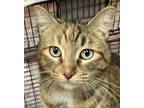 Adopt Shel a Domestic Shorthair / Mixed cat in Spokane Valley, WA (33674050)