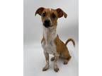 Adopt Vic a Mixed Breed (Medium) / Mixed dog in Thousand Oaks, CA (33674082)