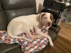 Adopt Poe a White - with Brown or Chocolate American Pit Bull Terrier / Mixed