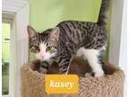 Adopt kasey a Gray, Blue or Silver Tabby Domestic Shorthair (short coat) cat in