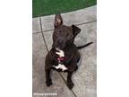 Adopt WILLOW a Black - with White American Pit Bull Terrier / Mixed dog in