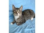 Adopt Nolan a Gray, Blue or Silver Tabby Domestic Shorthair (short coat) cat in