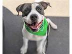 Adopt HERCULES a Black - with White American Pit Bull Terrier / Mixed dog in