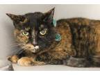 Adopt JUNE a Tortoiseshell Domestic Shorthair / Mixed (short coat) cat in