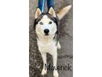 Adopt Maverick a Black Husky / Mixed dog in Pomona, NY (33673924)