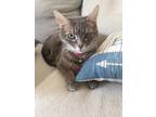Adopt Dudu a Gray or Blue American Shorthair / Mixed (short coat) cat in Malden
