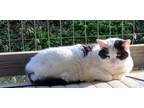 Adopt Maggie a Black & White or Tuxedo Domestic Shorthair (short coat) cat in