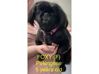 Adopt Foxy a Pekingese / Mixed dog in Lebanon, CT (33673821)