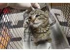 Adopt a Brown Tabby Domestic Shorthair / Mixed (short coat) cat in Modesto