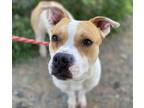 Adopt TANG* a Tan/Yellow/Fawn - with White American Pit Bull Terrier / Mixed dog